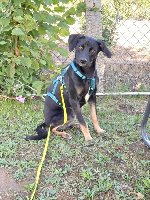 BATHILDA is eagerly waiting for a home - your new loyal friend from the shelter