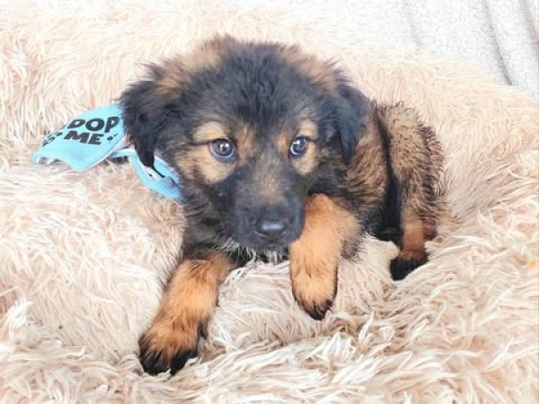 TWEEDLE is eagerly waiting for a home - your new loyal friend from the shelter