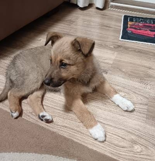 LASI is eagerly waiting for a home - your new loyal friend from the shelter