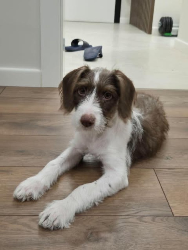 IVA is eagerly waiting for a home - your new loyal friend from the shelter
