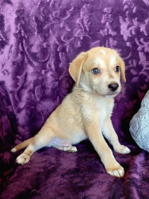 ASTERIX is eagerly waiting for a home - your new loyal friend from the shelter