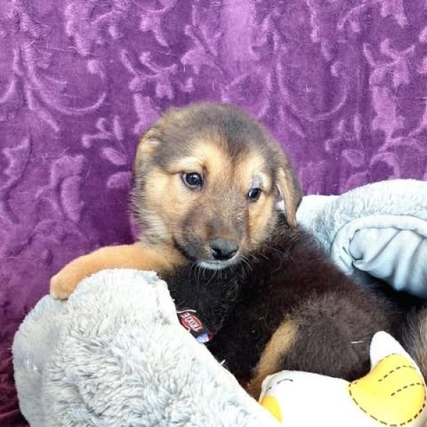 OBELIX is eagerly waiting for a home - your new loyal friend from the shelter