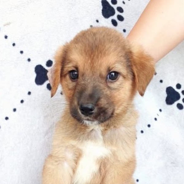 MAJESTIX is eagerly waiting for a home - your new loyal friend from the shelter