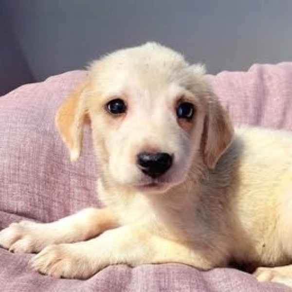 FALBALA is eagerly waiting for a home - your new loyal friend from the shelter