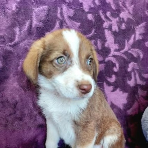 GUTEMINE is eagerly waiting for a home - your new loyal friend from the shelter