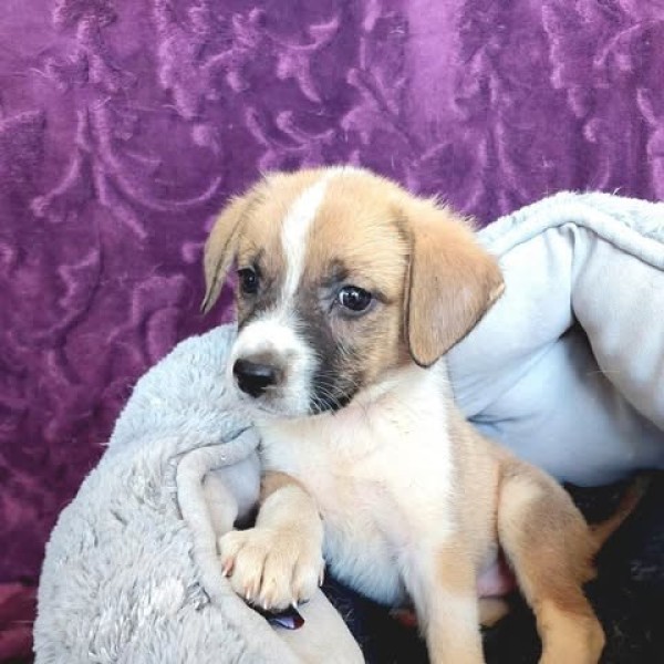 METHUSALIXA is eagerly waiting for a home - your new loyal friend from the shelter