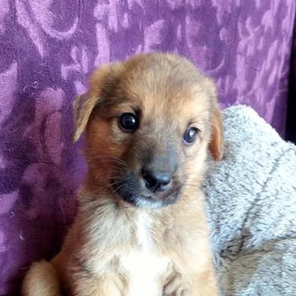 KLEOPATRA is eagerly waiting for a home - your new loyal friend from the shelter