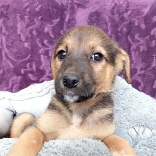 MAESTRIA is eagerly waiting for a home - your new loyal friend from the shelter