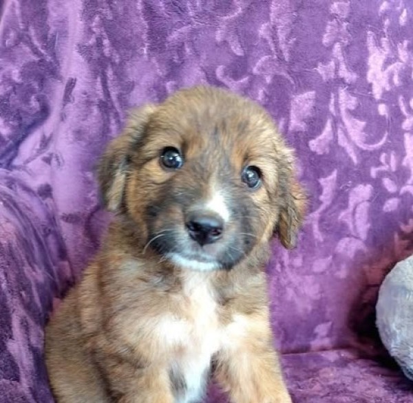 TROUBADIXA is eagerly waiting for a home - your new loyal friend from the shelter