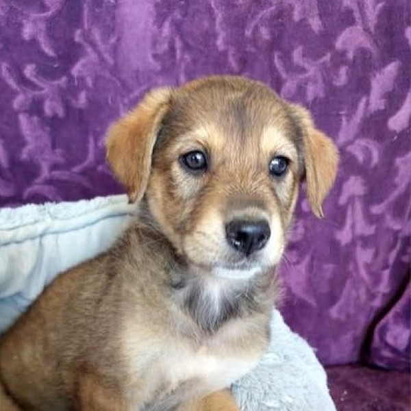 LATRAVIATA is eagerly waiting for a home - your new loyal friend from the shelter