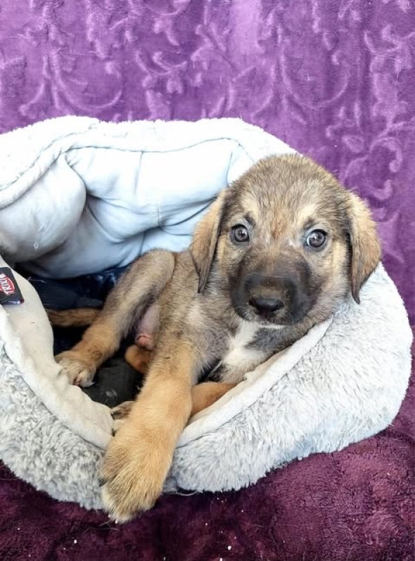 MIRACULIX is eagerly waiting for a home - your new loyal friend from the shelter