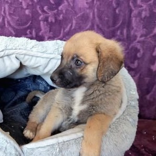 IDEFIX is eagerly waiting for a home - your new loyal friend from the shelter