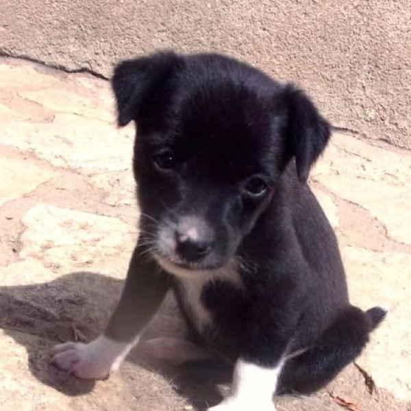DOVE is eagerly waiting for a home - your new loyal friend from the shelter