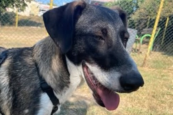 VIHAR is eagerly waiting for a home - your new loyal friend from the shelter