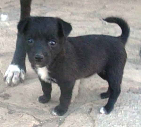 DEVON is eagerly waiting for a home - your new loyal friend from the shelter