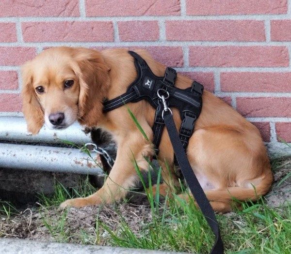 JONNY is eagerly waiting for a home - your new loyal friend from the shelter