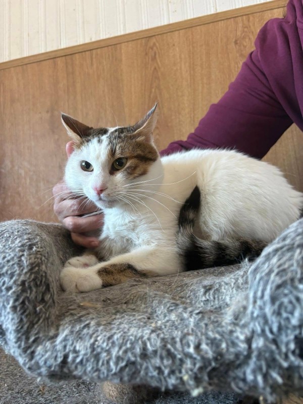 BOYAN is eagerly waiting for a home - your new loyal friend from the shelter