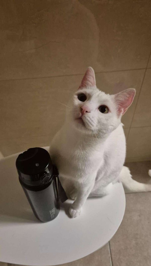 MS SNOW is eagerly waiting for a home - your new loyal friend from the shelter