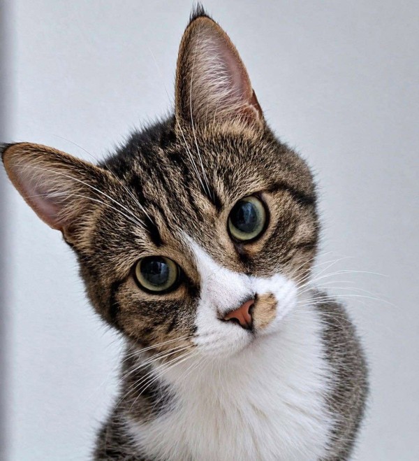 MITKO is eagerly waiting for a home - your new loyal friend from the shelter