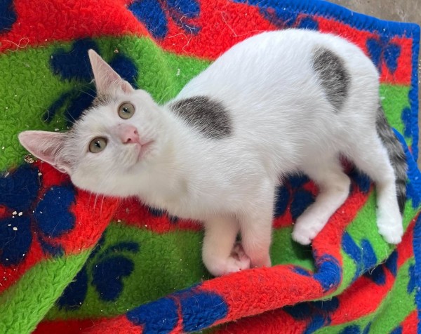 CASPER is eagerly waiting for a home - your new loyal friend from the shelter