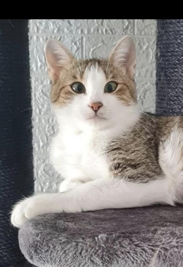 FELIA is eagerly waiting for a home - your new loyal friend from the shelter