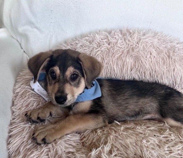 NATANIEL is eagerly waiting for a home - your new loyal friend from the shelter