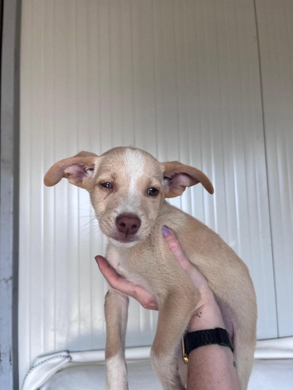 EDDIE is eagerly waiting for a home - your new loyal friend from the shelter