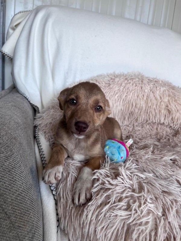 ENRICO is eagerly waiting for a home - your new loyal friend from the shelter