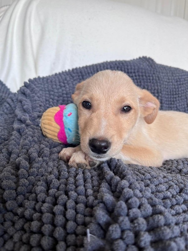 ELIOTT is eagerly waiting for a home - your new loyal friend from the shelter