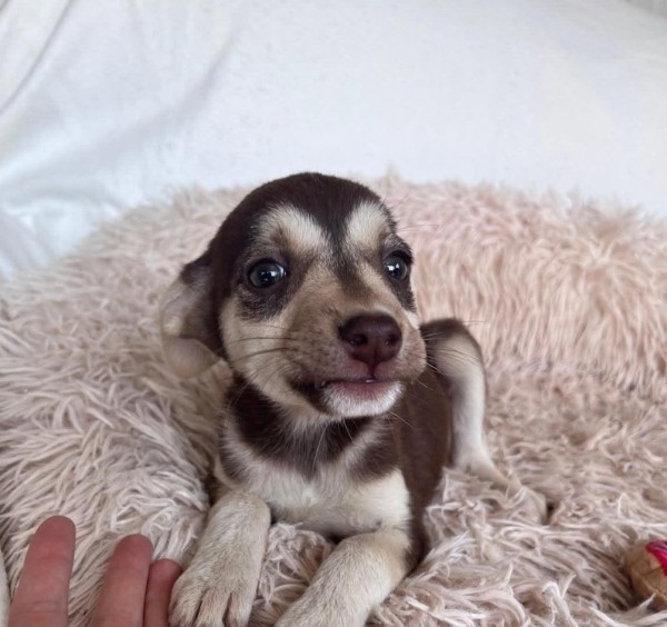 EMBER is eagerly waiting for a home - your new loyal friend from the shelter