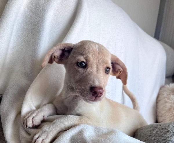 ELFI is eagerly waiting for a home - your new loyal friend from the shelter
