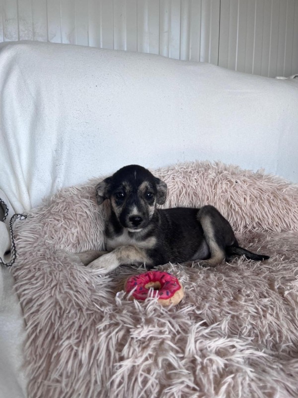 ELLA is eagerly waiting for a home - your new loyal friend from the shelter