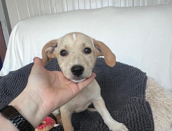 EVIE is eagerly waiting for a home - your new loyal friend from the shelter
