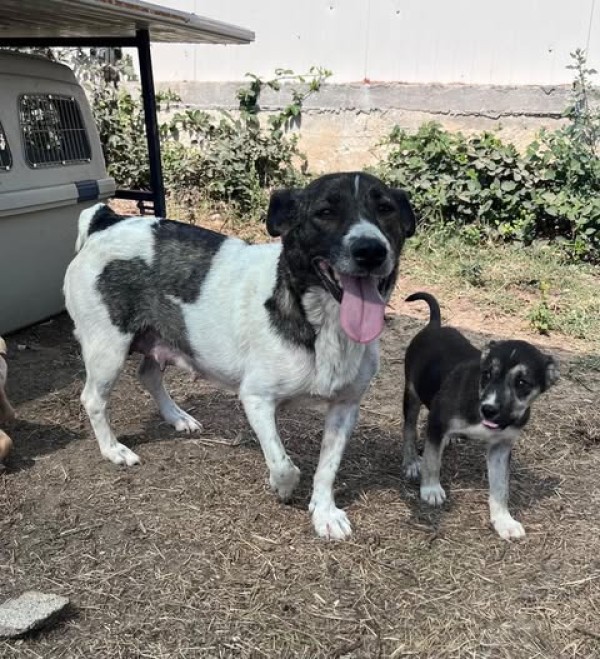 ENYA is eagerly waiting for a home - your new loyal friend from the shelter