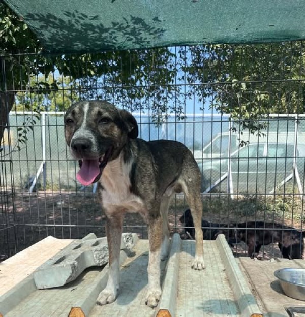 TOBE is eagerly waiting for a home - your new loyal friend from the shelter