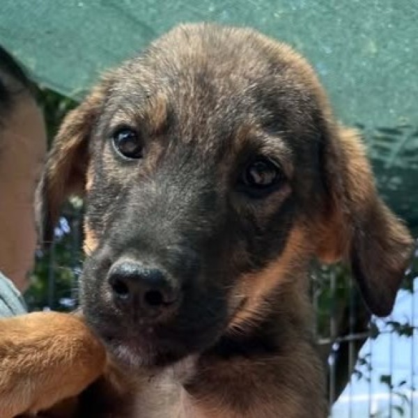 LINUS is eagerly waiting for a home - your new loyal friend from the shelter