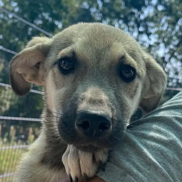 MARALUNA is eagerly waiting for a home - your new loyal friend from the shelter