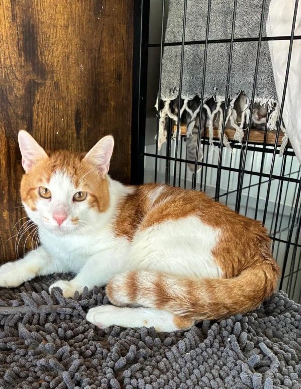 DOBI is eagerly waiting for a home - your new loyal friend from the shelter