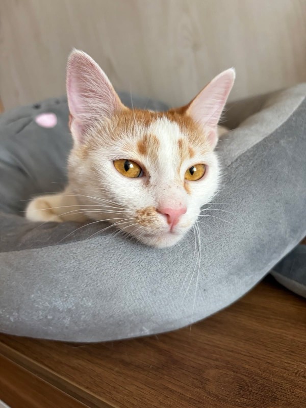 ANABEL is eagerly waiting for a home - your new loyal friend from the shelter