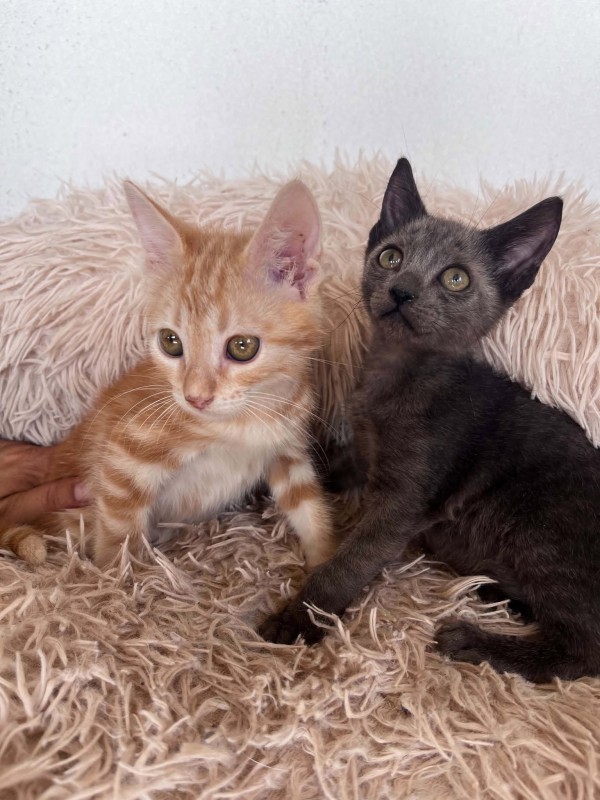 JEAN is eagerly waiting for a home - your new loyal friend from the shelter