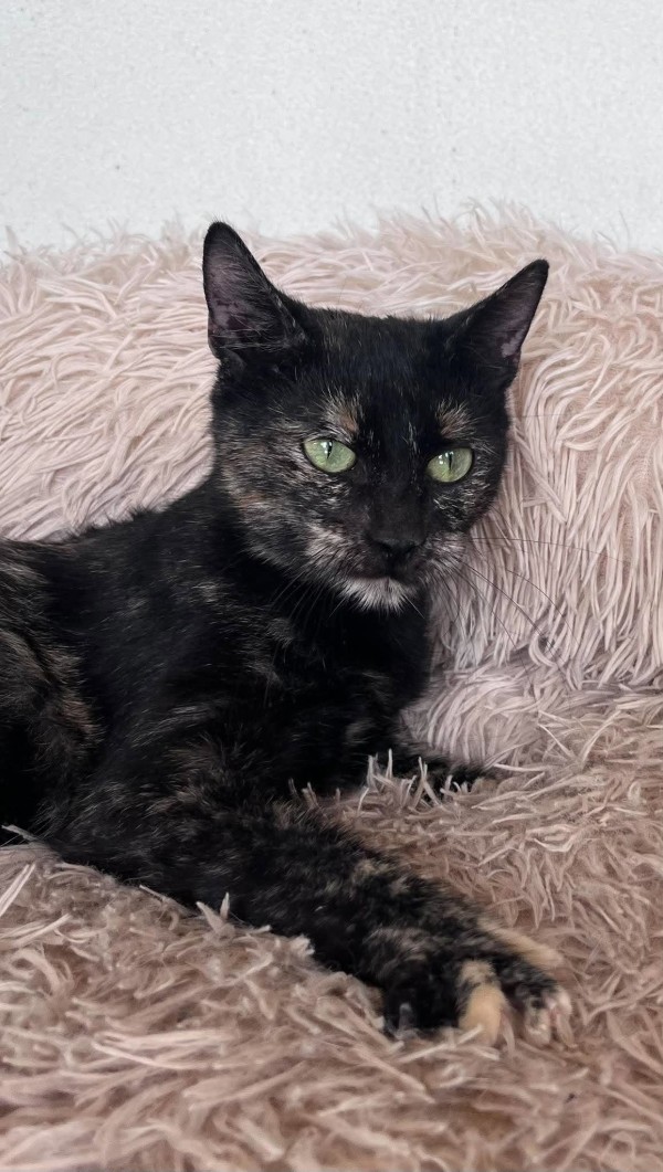 CALYPSO is eagerly waiting for a home - your new loyal friend from the shelter