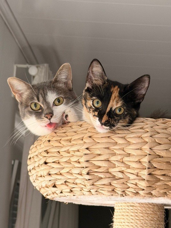 KESHA is eagerly waiting for a home - your new loyal friend from the shelter