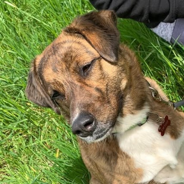 EMILIA is eagerly waiting for a home - your new loyal friend from the shelter
