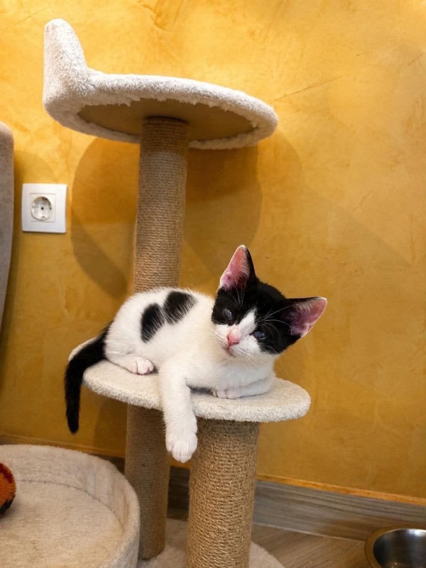 FEY is eagerly waiting for a home - your new loyal friend from the shelter
