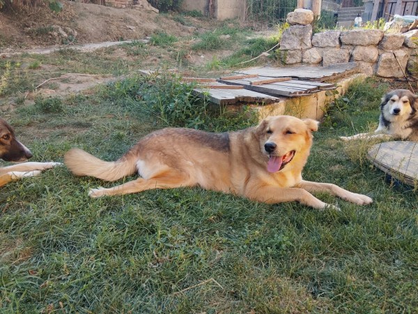 BROWNIE is eagerly waiting for a home - your new loyal friend from the shelter