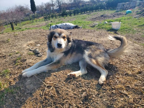 MALI is eagerly waiting for a home - your new loyal friend from the shelter