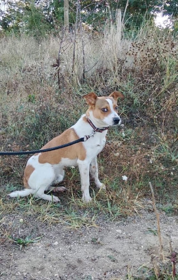 PASHA is eagerly waiting for a home - your new loyal friend from the shelter