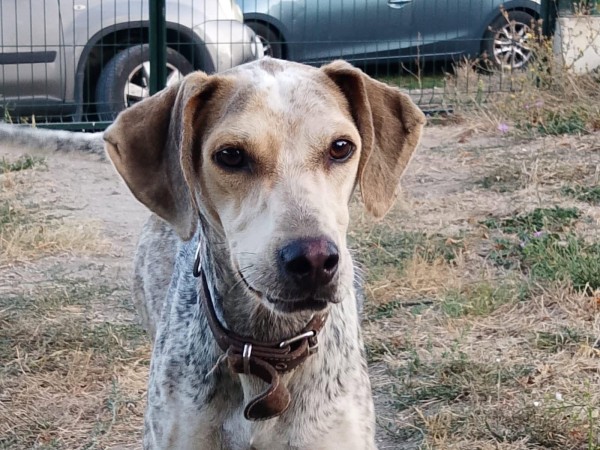 SAHRA is eagerly waiting for a home - your new loyal friend from the shelter