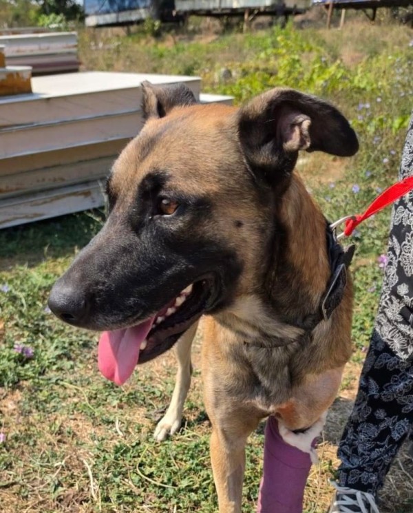 PRESIAN is eagerly waiting for a home - your new loyal friend from the shelter