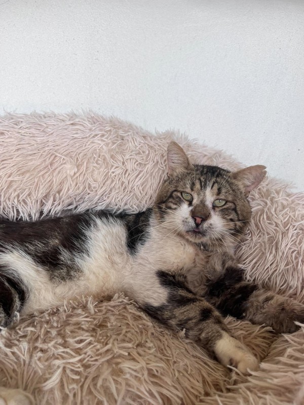 JACK SPARROW is eagerly waiting for a home - your new loyal friend from the shelter
